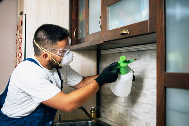 Best Flea Control Services  in Hempstead, TX