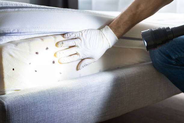 Best Mosquito Control Services  in Hempstead, TX