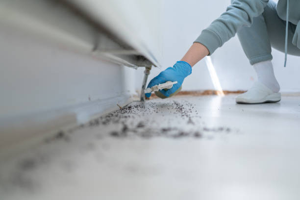 Best Spider Control Near Me  in Hempstead, TX